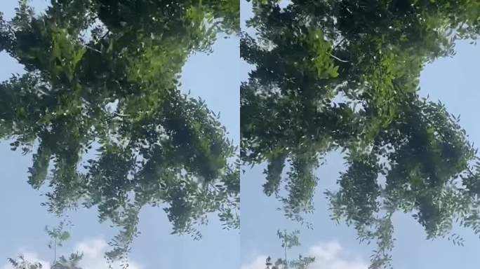 树叶随风晃动