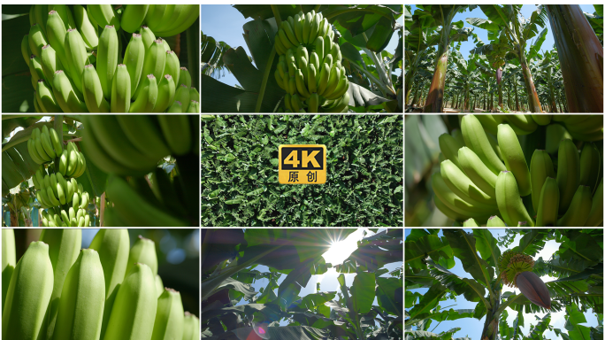 香蕉种植园丰收景象航拍