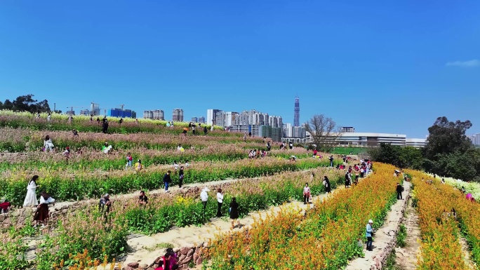 油菜花田-三圣乡