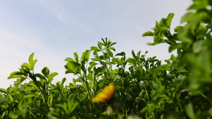 在农场上种植绿色饲料以喂养牛。