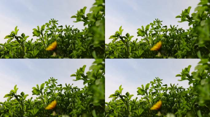 在农场上种植绿色饲料以喂养牛。