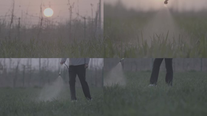 清晨特写青年给麦苗打药 预防病虫害 灰片