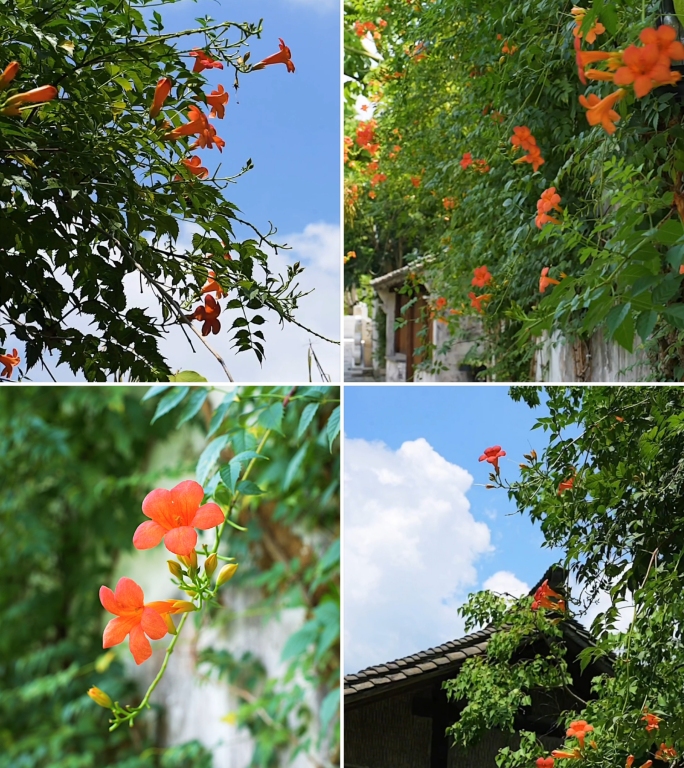 凌霄花竖版