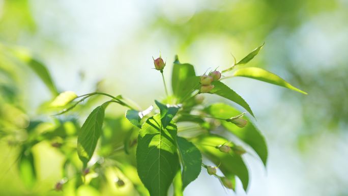 春天的绿色树木嫩叶生长逆光特写