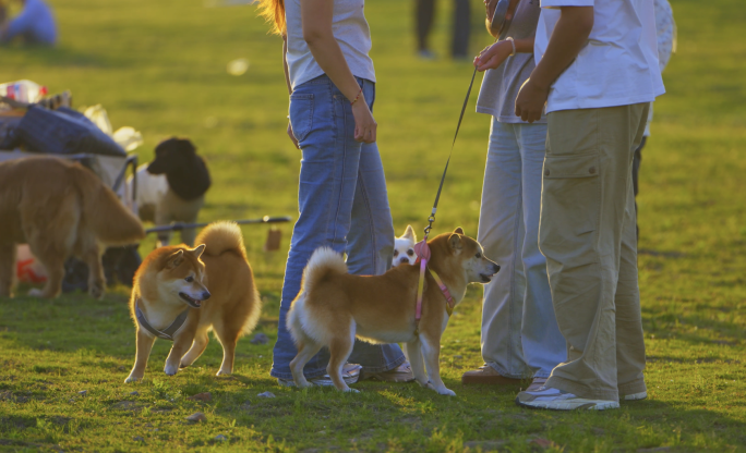 宠物乐园狗狗乐园公园草坪遛狗狗狗社交