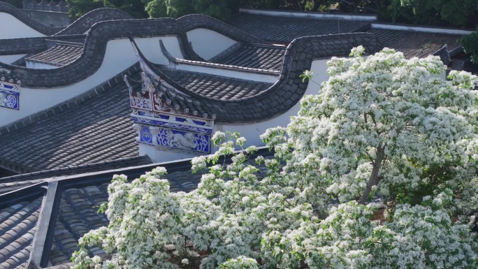 福州 三坊七巷 流苏花 航拍 4k