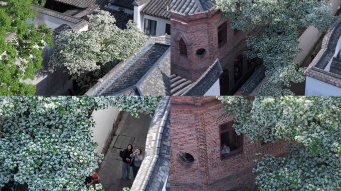 福州 三坊七巷 流苏花 航拍 4k