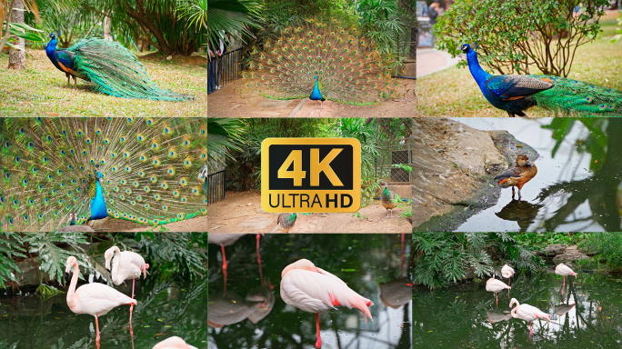 （4k）广州动物园孔雀开屏火烈鸟