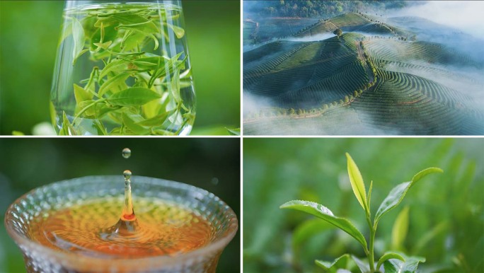 茶叶采摘茶园泡茶