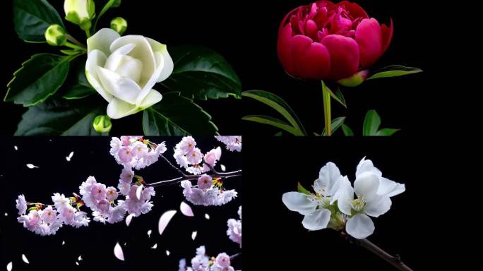 春天花开延时过程各种鲜花盛开