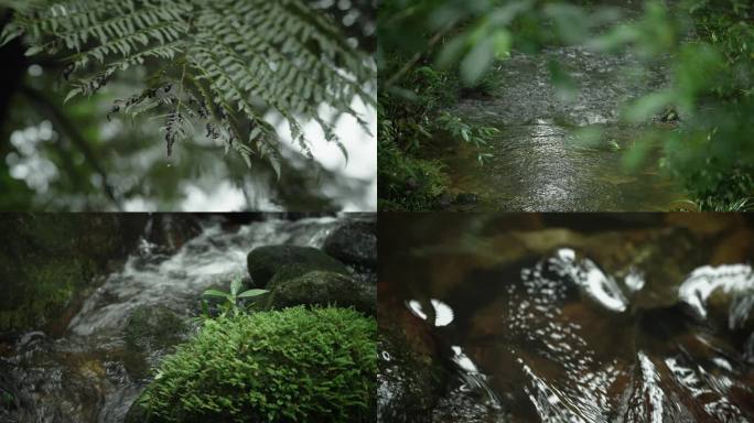 AB0628山涧溪水青苔灌木02