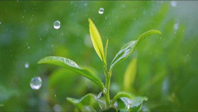 茶叶清新茶园雨露特写