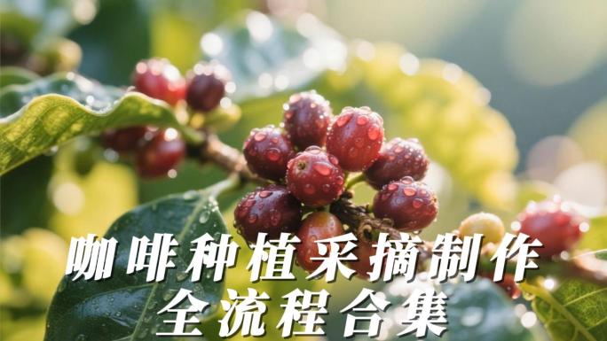 咖啡豆种植烘焙咖啡制作