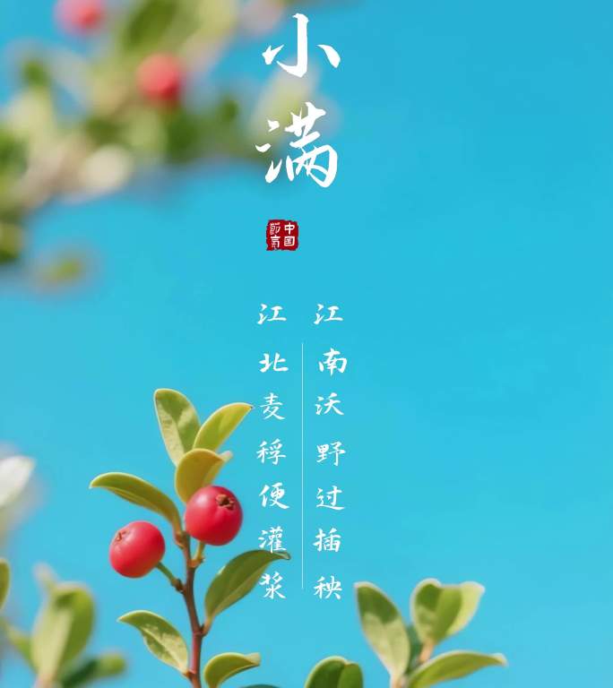 中国节气小满竖屏AE模版