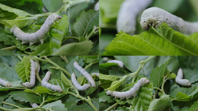 蚕吃桑叶 蚕结茧