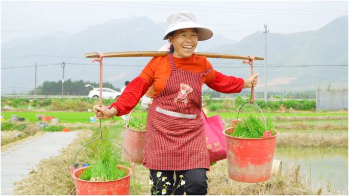 稻田人工插秧实拍 春耕 插秧 水稻 乡村