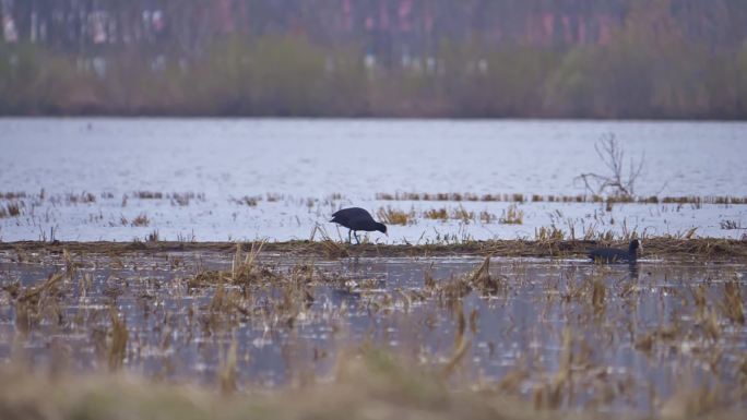 湿地鸟类觅食 水鸡子 白骨顶鸡