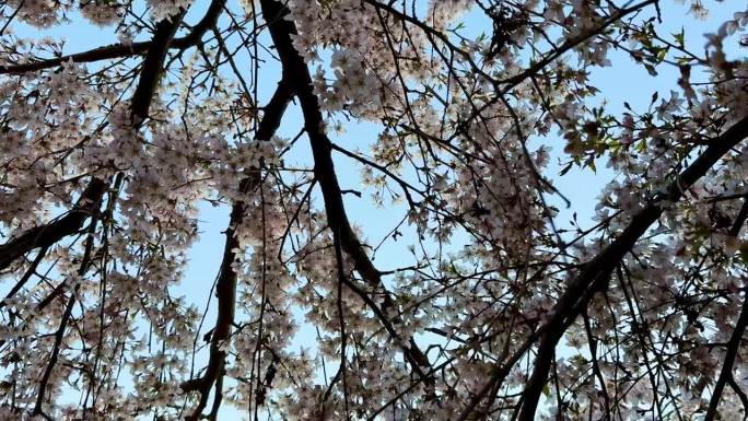 一棵美丽的樱花树在清澈的蓝天下巍然屹立。