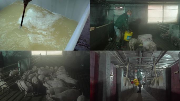 养猪场喂猪养猪饲料饲养管理家禽