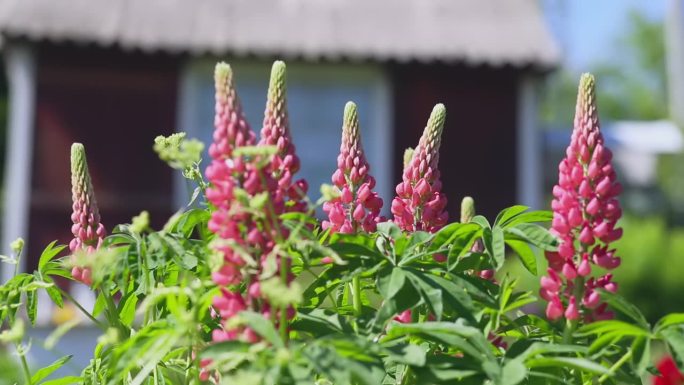 粉色狼毒花在乡村房屋附近盛开