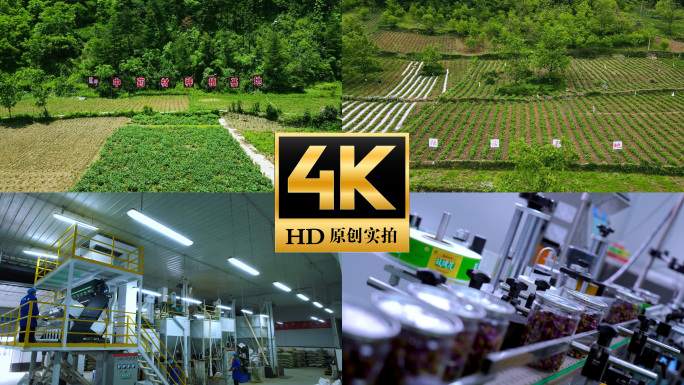 道地中药材种植基地中药生产线加工包装车间