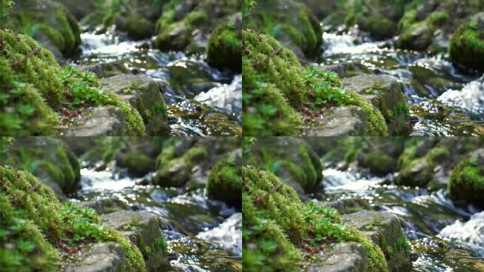 溪流岩石青苔流水