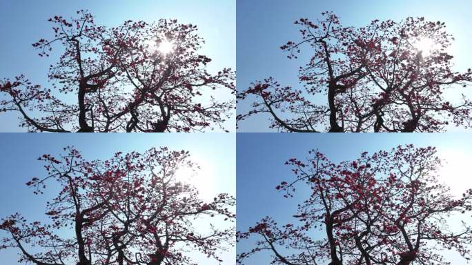阳光穿透木棉花树