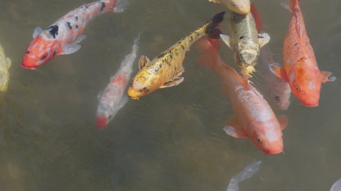 彩色锦鲤水中游动特写升格