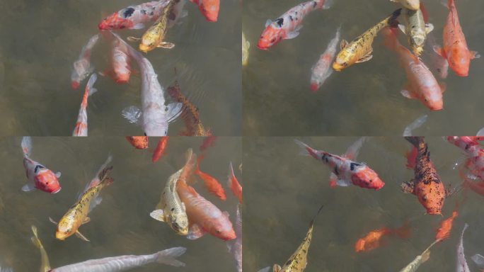彩色锦鲤水中游动特写升格