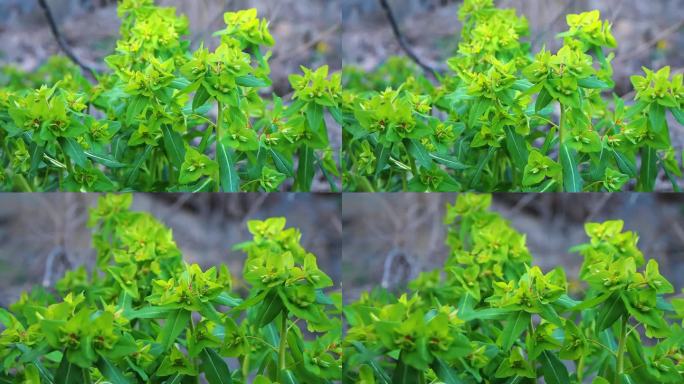 绿色狼毒花特写狼毒花丛生态