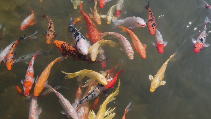 3组午后阳光水面中锦鲤嬉戏场景升格