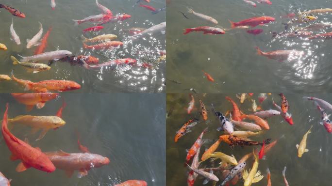 3组午后阳光水面中锦鲤嬉戏场景升格