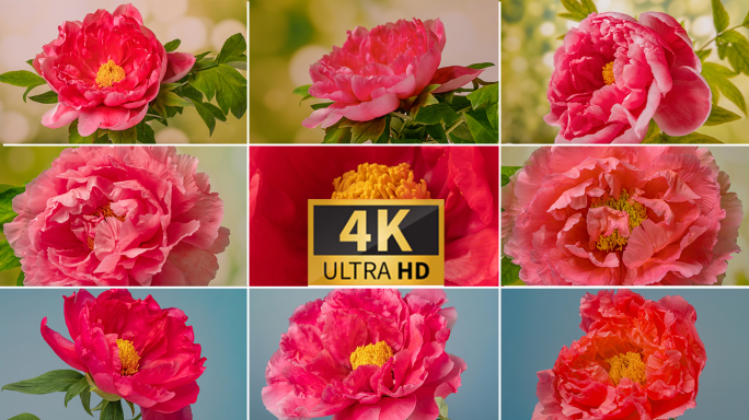 多组红色富贵牡丹开花延时高清4k
