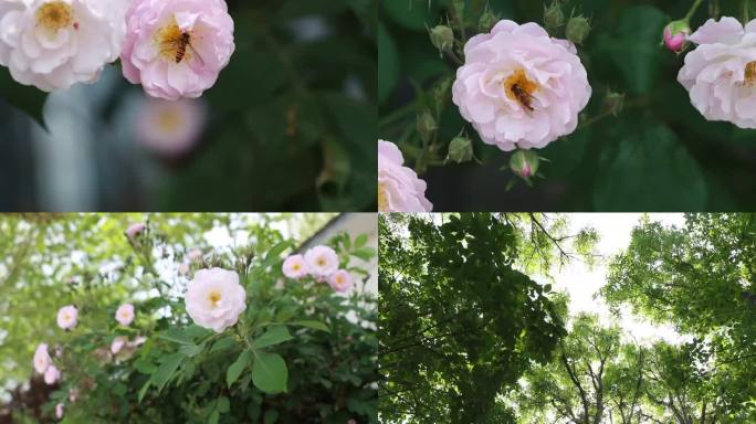蜜蜂采蜜蔷薇花阳光下的树林