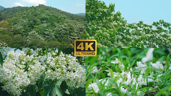 4K厦门天竺山四季花谷油桐花视频素材