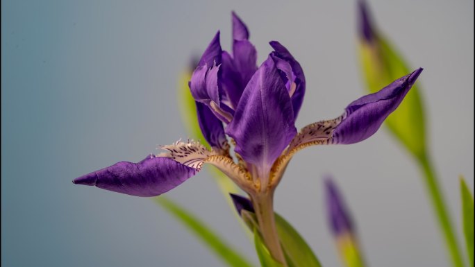 多组紫色鸢尾花开花延时特写