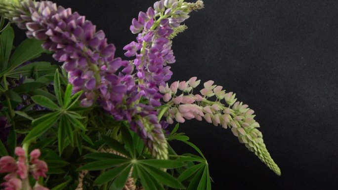 狼毒花。紫色和粉色花蕾的花束。