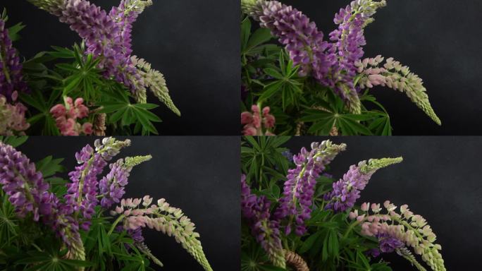 狼毒花。紫色和粉色花蕾的花束。