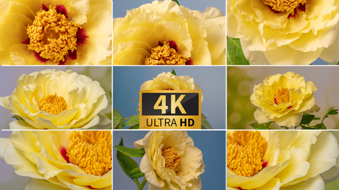 多组黄色牡丹开花延时高清4k