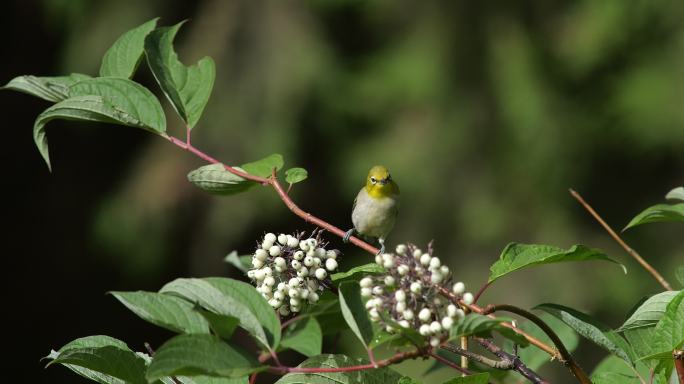 绣眼鸟栖息枝头原始素材