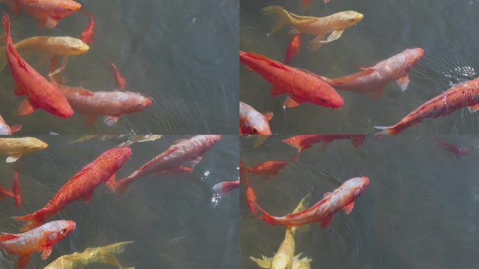 水中红锦鲤嬉戏升格