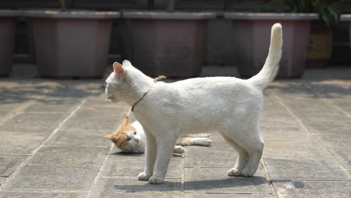 白猫与橘猫的打架
