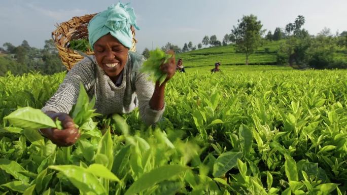 东非茶园中，非洲女性正在采摘茶叶。