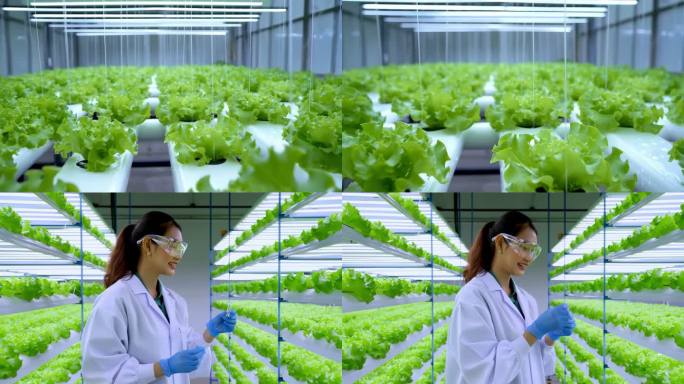 蔬菜温室大棚农业种植研究