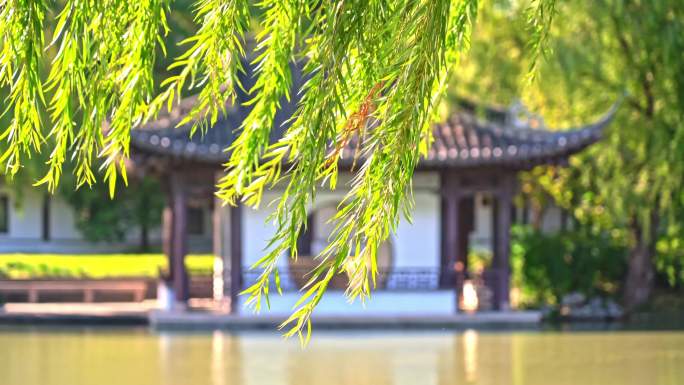 柳树下的中国园林