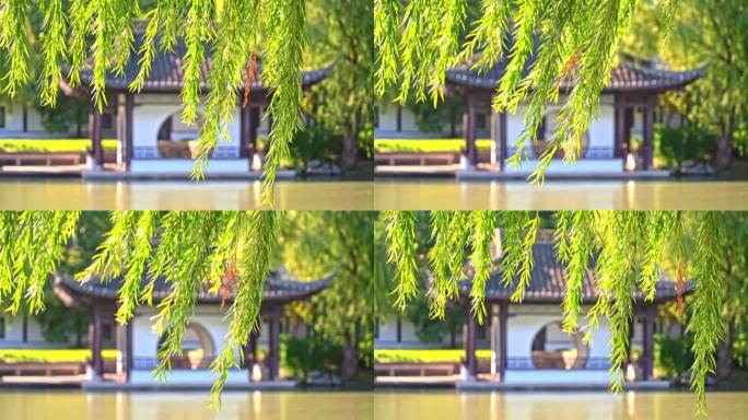 柳树下的中国园林