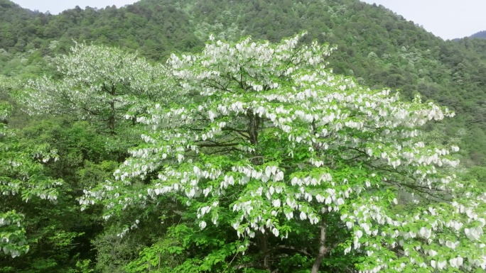 珙桐树花开满山间原始森林鸽子花自然景观