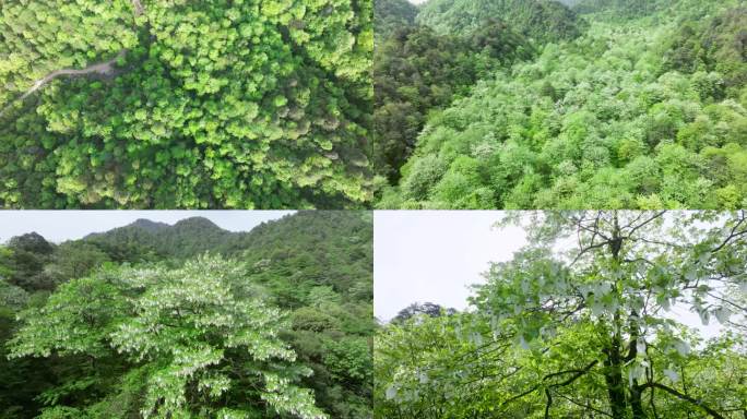 珙桐树花开满山间原始森林鸽子花自然景观