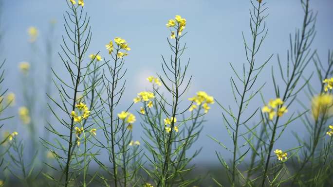 四川泸州叙永自然风光梯田、油菜花4K50