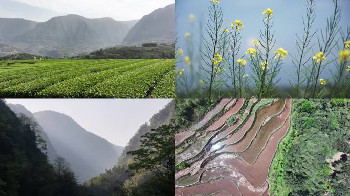 四川泸州叙永自然风光梯田、油菜花4K50